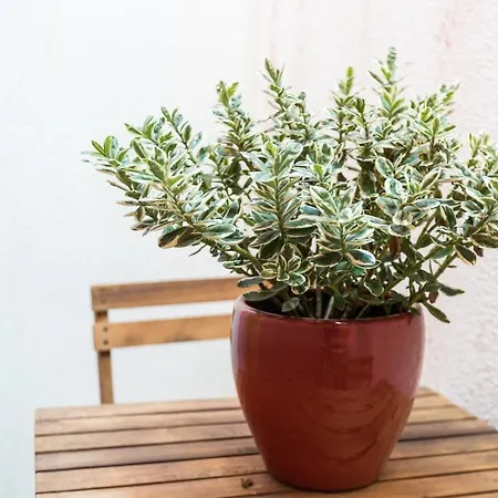 Cozy Loft Silencioso A Graca